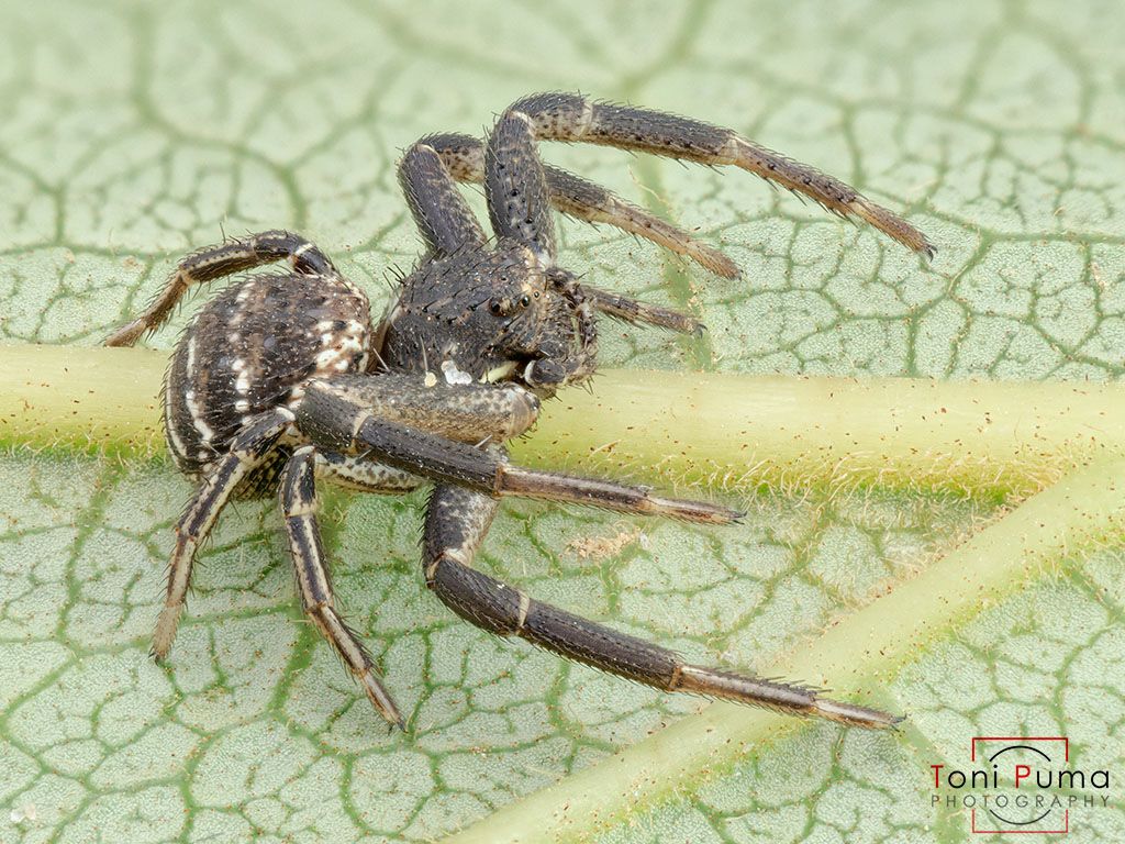 Thomisidae siciliano: Bassanioides bufo , maschio